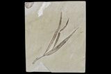 Cretaceous Plant (Sapindopsis) Fossil - Nammoura Quarry #173132-1